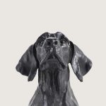 DEV AV KÖPEĞİ - Görsel 6